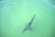 Die Rückkehr der Weißen Haie – Ein Weißer Hai schwimmt gefährlich nahe am Ufer, bevor er eine Kegelrobbe vor der Küste von Chatham Harbor, MA, erbeutet. (National Geographic für Disney/Steve De Neef)