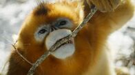 Chinas wildes Tierreich – Do, 18.06., 20:15 Uhr