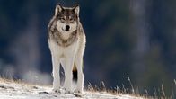 Nationalparks der USA – In den ersten Jahren nach ihrer Auswilderung (1995-1997) vermehrten sich die Wölfe im Yellowstone Nationalpark und bildeten neue Rudel. Besonders in wildreichen Regionen, in denen viele Wapiti-Hirsche leben, war das Projekt erfolgreich.
