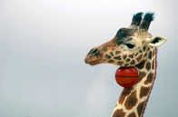 Athleticus – "Athleticus" macht Tiere zu den größten Athleten. Auf ulkige, doch sehr realistische Weise üben sie die Sportarten der Menschen mit engagierter, persönlicher Note aus.