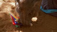 OLI's Wilde Welt - In Afrika – Das Warzenschwein sorgt für ziemliches Chaos.