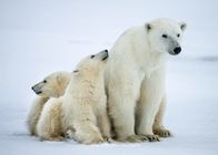 Tierbabys mit der Ente – Die beiden Polarbärenkinder bleiben ganz nah bei ihrer Mutter.