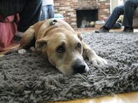 Der Hundeflüsterer – (6. Staffel) - Egal ob Bello, Fiffi oder Wuffi, Cesar Millan hat für jeden Vierbeiner die passende Lösung parat ...