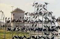 Die Vögel – Zahlreiche Vögel versammeln sich im Schulhof.