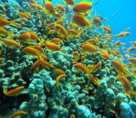 Universum: Das Rote Meer - Im Zaubergarten der Evolution – Unterwasserwelt – Jordanien.