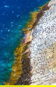 Wildes Neuseeland – Die Küste von Snares Island. Um zu ihren Brutkolonien im Wald zu gelangen, müssen Snarespinguine zuerst die bis zu 130 Meter steile Küste der Insel überwinden.