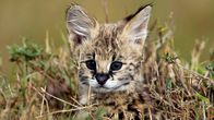 Wilde Tierbabys – Serval (Leptailurus serval) Masai Mara National Reserve, Kenya