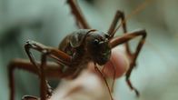 Neuseeland - Rivalen der Urzeit – Die Little Barrier Wetapunga ist ein Riese unter den Insekten.