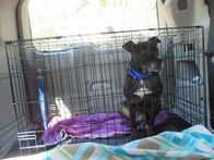 Pitbulls auf Bewährung – (Bullet Adoption) Bullet waiting in crate before home check.
