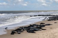 Leben an der Nordsee – An der englischen Nordseeküste bei Horsey in Norfolk kann man mit etwas Glück das ganze Jahr über Kegelrobben beobachten.