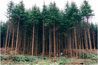 Ax Men - Die Holzfäller – Ärger im Anmarsch: In Washington eskaliert der Streit zwischen den Rivalen Rygaard und Oakes ...