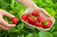 Marktcheck – Harvesting perfect strawberries on a fresh green field