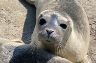 Elstners Reisen – Etwa 200 Seehunde kommen jedes Jahr in die Station in Friedrichskoog und werden wieder ausgewildert.