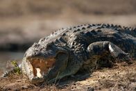 Extreme Animals – Crocodiles have the hardest bite of any animal.