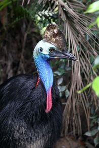 Expeditionen: Waffen der Tiere – Helmkasuar.