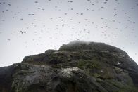 Wilde Inseln – Die 60 Millionen Jahre alte Insel ist heute nur noch Brutplatz für Basstölpel.