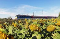 Mit dem Zug ... – Ungarn ist in der EU viertgrößter Produzent von Sonnenblumenkernen.