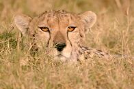 Tierisch alt! – Eine Gepardenmutter in Kenia