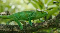 Madagaskar oder der große Karneval der Chamäleons – Fr, 25.09., 17:05 Uhr