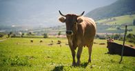 Das System Milch – Das System Milch (2017)