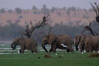 Wanderungen im Tierreich – Mali Elephant Project April-May 2004