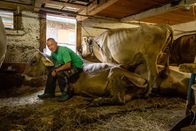 Heimatleuchten – Biosenner Klaus Pfefferkorn beim Melken seiner Kühe im Stall während ServusTVs Heimatleuchten "Bergsteigerdörfer" im Großen Walsertal, VBG am 22.07.23