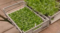 Querbeet (BR) – Winterharte Salate.