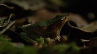 Wildes Chile – Ein seltener Darwin-Frosch ist bereit, zuzuschlagen. (Off The Fence/Alice Marlow)