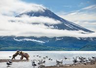 Ein perfekter Planet – Das Wasser des Kurillensees im Krater eines schlafenden Vulkans ist so nährstoffreich, dass viele Tiere davon profitieren.
