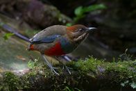 Wilde Philippinen – Luzon, Philippinen - Schnurrbart Pitta. (Michael Hutchinson)