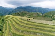 Unsere Kontinente – Vietnam ist eines der wichtigsten Reisanbauländer der Welt.