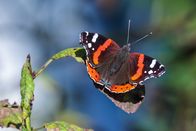 Welt der Tiere – Welt der Tiere (2018)