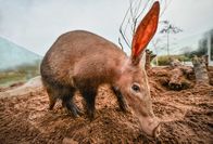 Zoo und so - Tierisch wild! – Erdferkel.