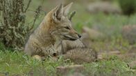 Wildes Chile – Atacamawüste, Chile - Ein südamerikanischer Graufuchs. (Off The Fence/Alice Marlow)