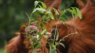 Leopard, Seebär & Co. – Während Claus Claussen in der Elternzeit war ist Conny zur Orang-Utan-Gruppe hinzugekommen. Weitere Fotos auf Anfrage.