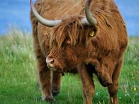 Schottlands wilder Norden - Von Schafen und Surfern – Schottisches Hochlandrind