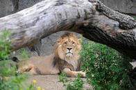 Panda, Gorilla & Co. – Jungtiere heran zu züchten ist das erklärte Ziel bei der asiatischen Löwengruppe im Tierpark. Doch dafür müsste Raubkatzen-Mann Boris endlich seine Schüchternheit ablegen.