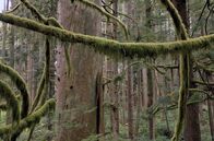 Naturerbe Kanada – Der Regenwald bietet Lebensraum für zahlreiche Tierarten wie Grizzlybären und Adler und spielt eine entscheidende Rolle im ökologischen Gleichgewicht der Region.