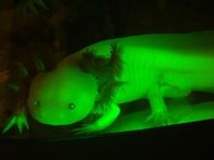 Tierische Freaks – Mi, 19.08., 03:55 Uhr