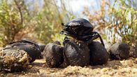 Unser grüner Planet – Normalerweise vergraben Scarabaeus-Käfer Dung von Tieren als Nahrung für ihre Larven. Versehentlich verbuddeln sie auch Pflanzensamen und helfen ihnen so beim Keimen.