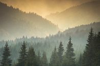 Wildes Transsilvanien – Nebel über den Wäldern Transsilvanien.