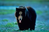 Wilde Paradiese – ALASKA: Braunbär im wilden Paradies der Glacier Bay. (Photo credit: