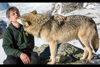 Die Odyssee der einsamen Wölfe – Tiertrainer Zoltan Horkai mit einem seiner Wölfe