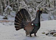 Ötscher - Im Reich des sanften Riesen – Auerhahn.