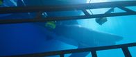 47 Meters Down – Der Hai