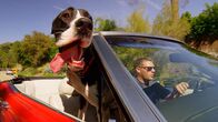 Die geheime Welt der Hunde – Deutsche Dogge in einem Auto