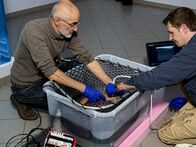 Tierische Augenblicke – Haus des Meeres: Daniel Abed-Navandi und Jeff Schreiner untersuchen einen Epaulettenhai.