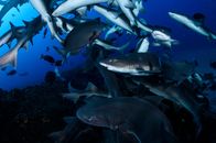 Der echte Sharknado! – Banded Hound Shark and Red Stingray Agggregation Sharknado in Clear Blue Ocean Waters of Chiba, Japan