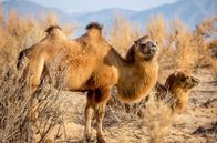 Ein perfekter Planet – Wild lebende Kamele in der Wüste Gobi sind vor allem im Winter davon abhängig, dass der Wind ihnen Trinkwasser bringt.