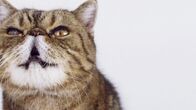 Die Zaubertricks der Tiere – Katzen sind bekannt für ihre Distanziertheit, mit dem Gefühl, etwas zu wissen, was wir nicht wissen.
